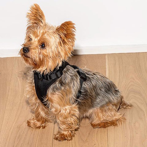 Wild One | Cushioned Dog Harness | Black | Large, Medium, Small | SALE