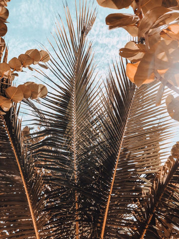 Framed Art | Palm Leaves in Tulum